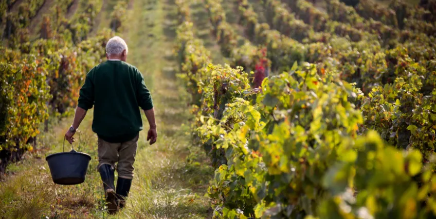 A Complete Guide to Vineyard Loans and Financing Options