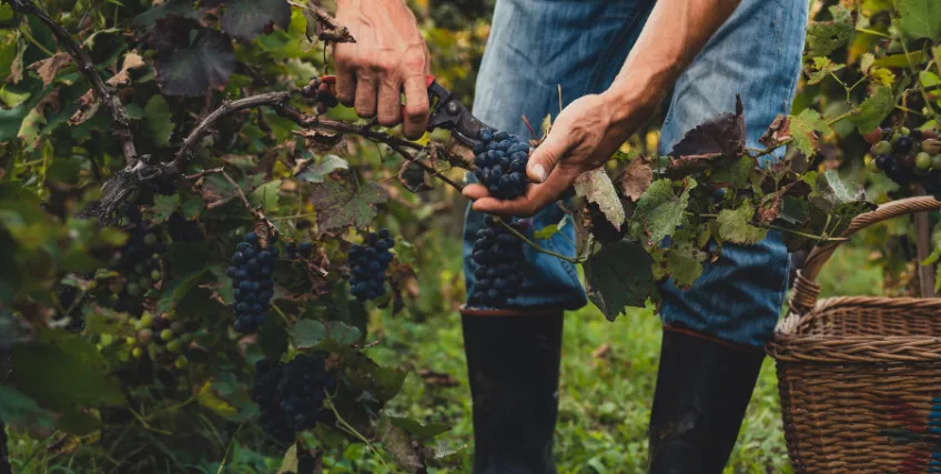 Popular Financing Options for Starting Your Own Vineyard