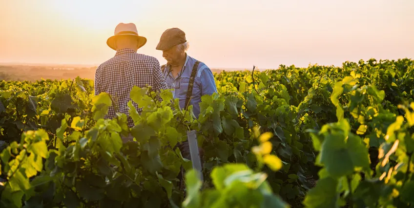 Vineyard Loans vs. Agricultural Loans: What’s the Difference