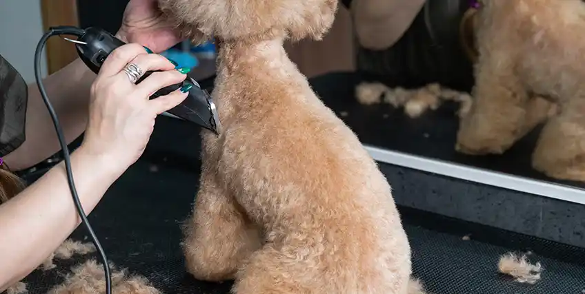 How to Get a Loan for Your Pet Grooming or Boarding Business How to Get a Loan for Your Pet Grooming or Boarding Business