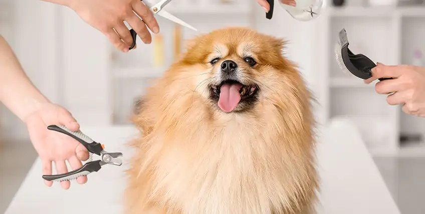 Small Business Loans for Pet Daycares and Veterinary Clinics Small Business Loans for Pet Daycares and Veterinary Clinics