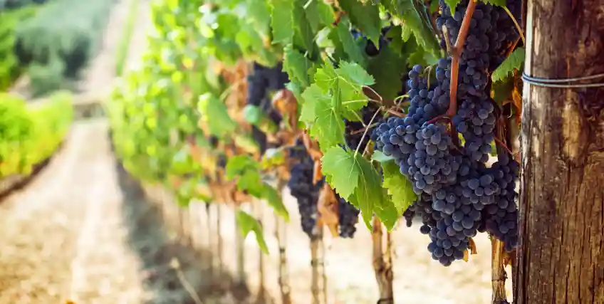 How California Vineyards Can Use Commercial Loans to Fund Smarter Irrigation How California Vineyards Can Use Commercial Loans to Fund Smarter Irrigation