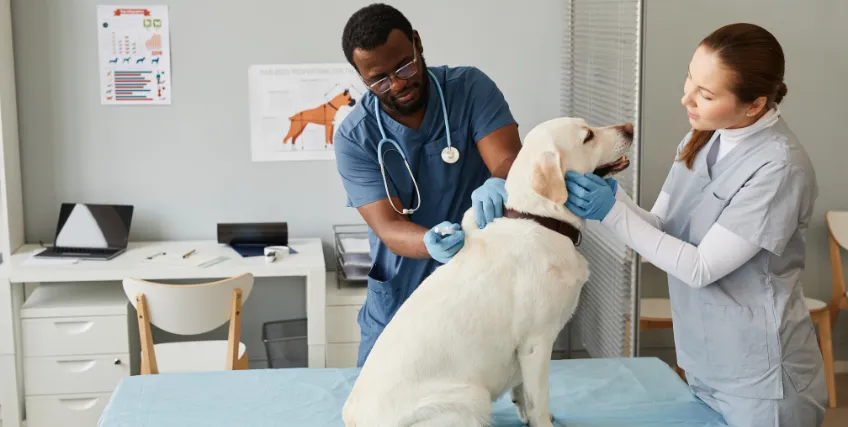 Financial Help for Veterinary Care on a Budget: Ways to Save Without Sacrificing Health Financial Help for Veterinary Care on a Budget: Ways to Save Without Sacrificing Health