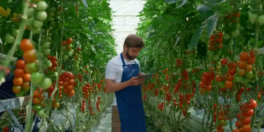 How Farmers and Agri-Businesses Can Access Working Capital Loans How Farmers and Agri-Businesses Can Access Working Capital Loans